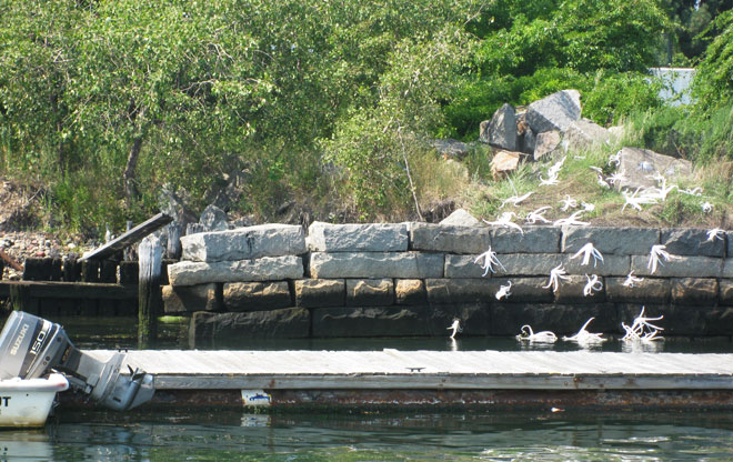 harbor7