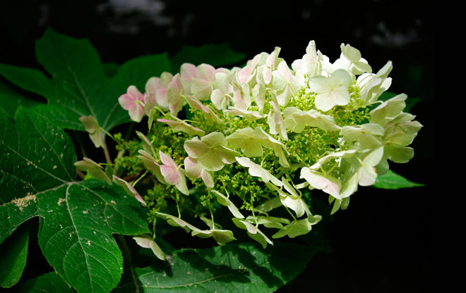 mcbride7