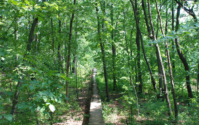 wood4