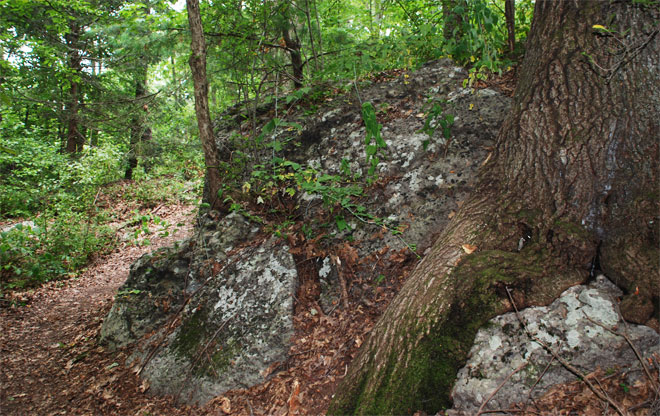 wood8