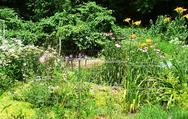 Lush Plantings
