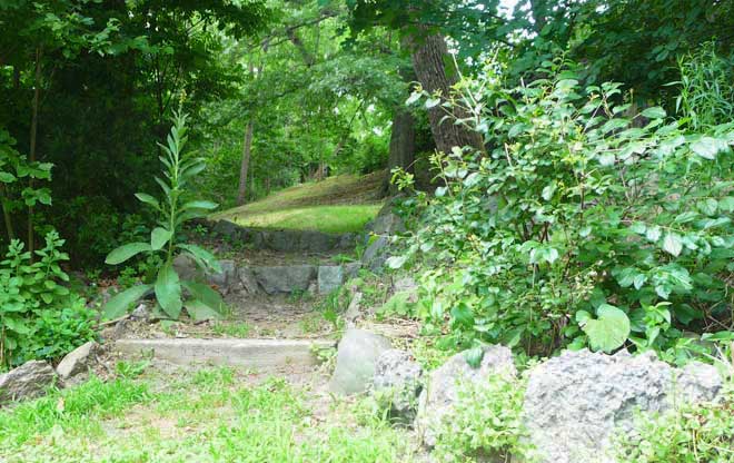 Step into the Woods