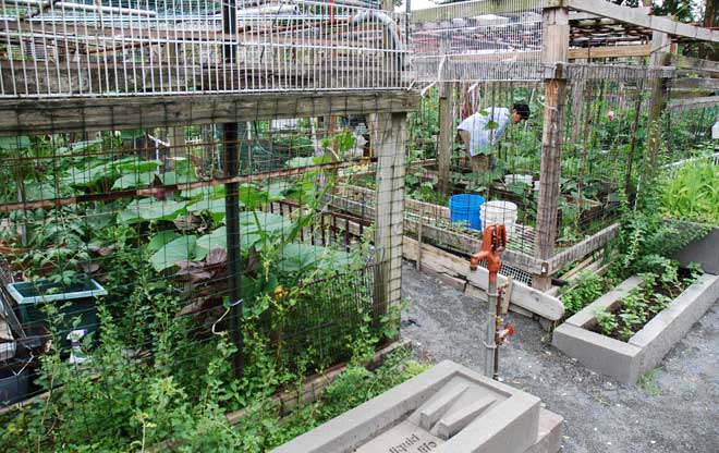 Urban Oasis Urban Oasis