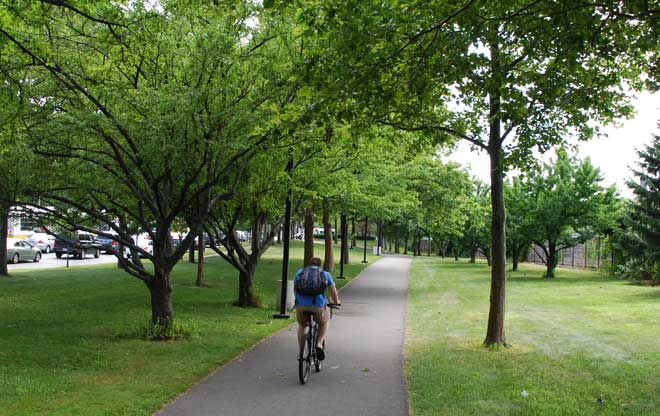 Varied Tree Canopy