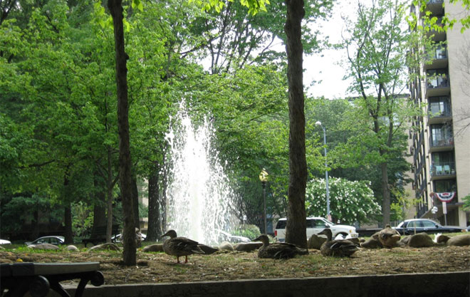duckpond4