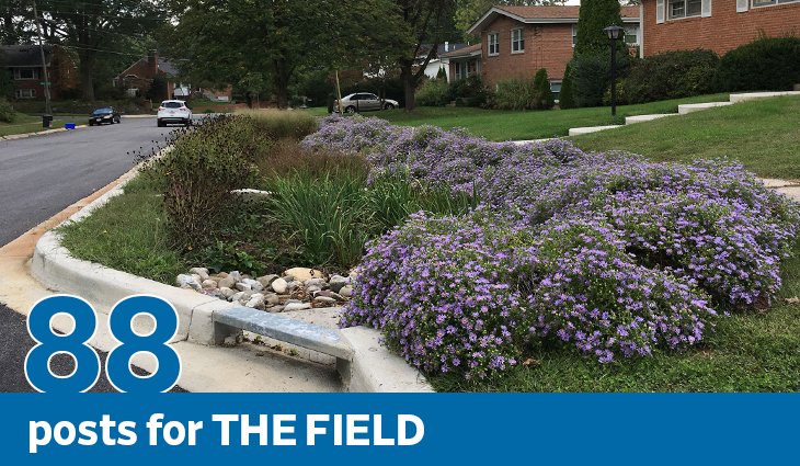 Lanark Way bioretention