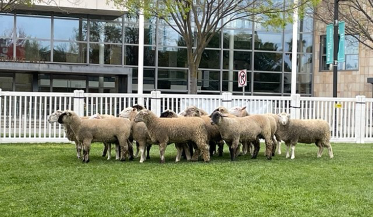 Sheepmowers